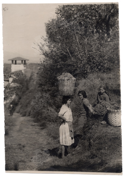Lari - raccolta dell\'uva colombana - 1928.jpg